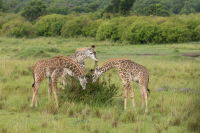 Girafe Masaî et girafe réticulée