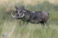 Phacochère