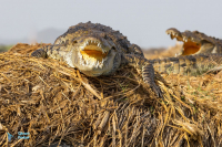 Crocrodile