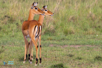 Impala