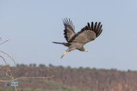 Gymnogène d'Afrique