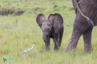 Eléphant d'Afrique