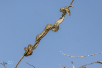 Python de Seba