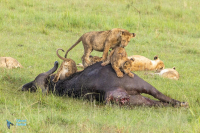 lionceaux