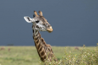 Girafe Masai