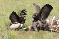 Vautour à capuchon - kenya
