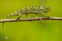 Caméléon Bilobé