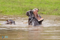 Hippopotame amphibie