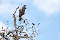 Aigle huppard