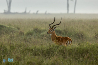 Impala