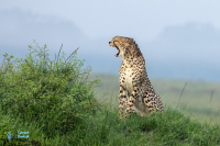 Guépard