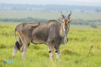 Eland du Cap et piqueboeuf