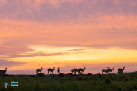 Impala