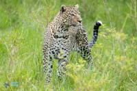 Léopard d'Afrique