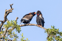 Aigle bateleur