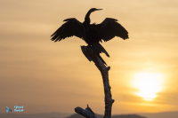 Anhinga d'Afrique