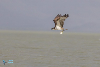 Balbuzard pêcheur