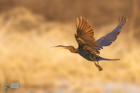 Anhinga d'Afrique