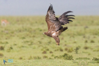 Aigle ravisseur