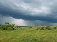Girafes Masai et réticulée