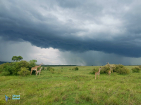 Girafes Masai et réticulée