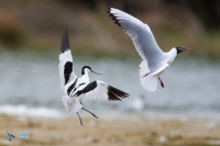 Mouette rieuse