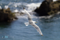 Mouette tridactyle