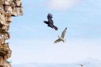 Mouette tridactyle