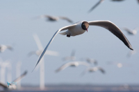 Mouette rieuse