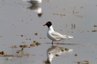 Mouette rieuse
