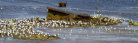 Mouette tridactyle