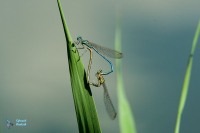Agrion à larges pattes.