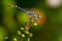 Onychogomphe à pinces. Onychogomphus forcipatus