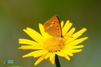Cuivré de la verge d'or