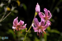 Lis martagon. Lilium martagon