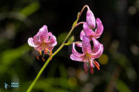 Lis martagon-Lilium martagon.