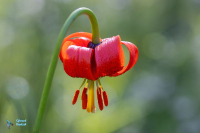 Lis de Pompone. Lis ruban. Lilium pomponium