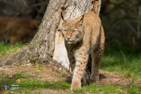 Lynx boréal