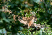 Lynx boréal