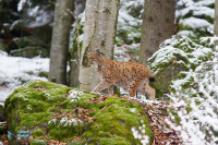 Lynx boréal