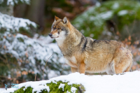 Loup gris