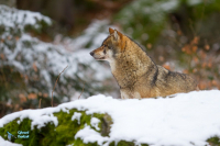Loup gris