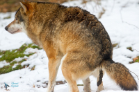 Loup gris