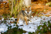 Loup gris