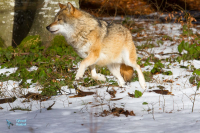 Loup gris