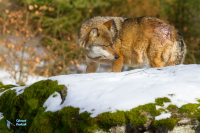 Loup gris