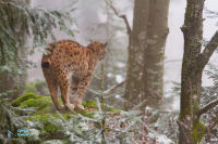 Lynx boréal