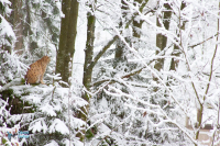 Lynx boréal