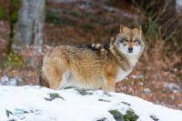 Loup gris
