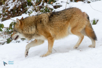Loup gris